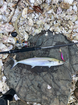 今年、初、、、