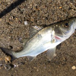 逃した魚はデカイ？！