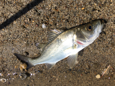 逃した魚はデカイ？！