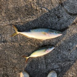 初めての和田防新波止