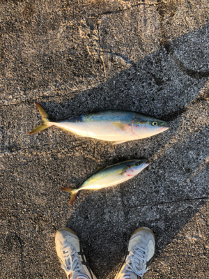 初めての和田防新波止