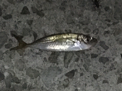 久しぶりのアジング