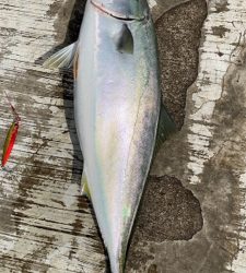 やっと来た青物