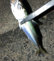 アジングナイト