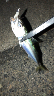 アジングナイト