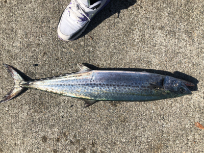 朝マズメ後の1本