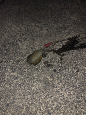 新子調査やっとマシなサイズ