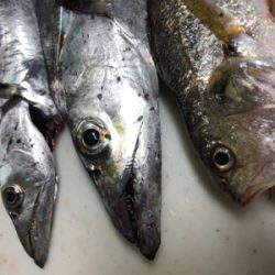 久々に回遊があった・・・らしいっす