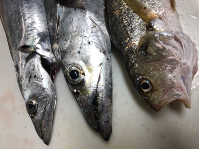 久々に回遊があった・・・らしいっす