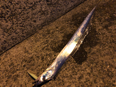 ベイトタックルでタチウオ