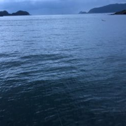 平日ランガンアオリイカ