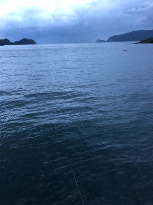 平日ランガンアオリイカ