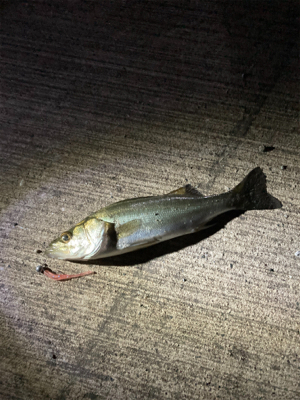 良型のアジかと思いました！