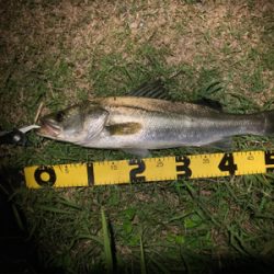 スミス(サラナ80f)でシーバス