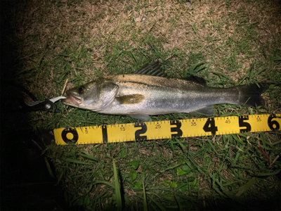 スミス(サラナ80f)でシーバス