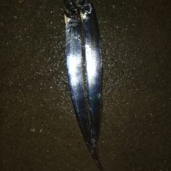 湾奥太刀魚調査