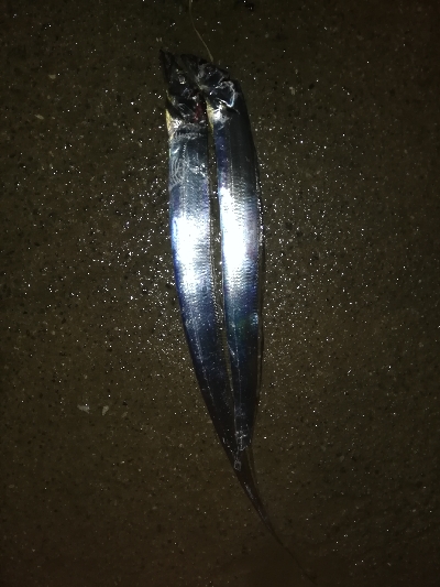 湾奥太刀魚調査