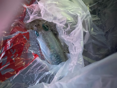 1年ぶりのエギング