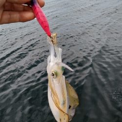 佐野一文字新子調査‼️