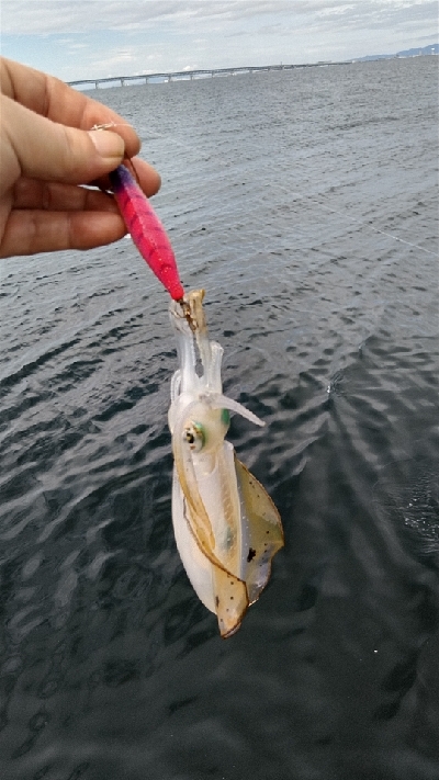 佐野一文字新子調査‼️