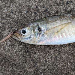 松部港 堤防釣り 千葉 勝浦湾 カゴ釣り ツバス ワカシ 陸っぱり 釣り 魚釣り 釣果情報サイト カンパリ