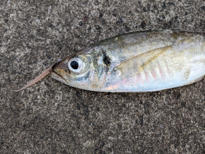 久しぶりにアジが入ってきました