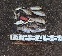 9/13釣果キビレ52センチ年無し!アナゴ!尺イサギ!色々釣れました!