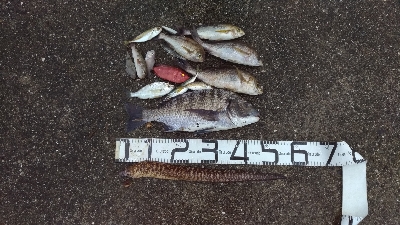 9/13釣果キビレ52センチ年無し！アナゴ…