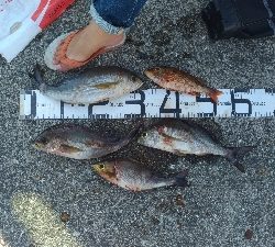 9/22釣果尺イサキ釣れました!