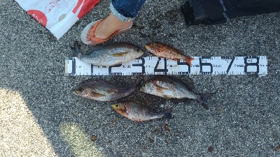 9/22釣果尺イサキ釣れました！