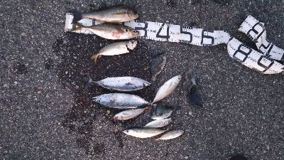 9/27釣果全身トロのカツオ釣れました！