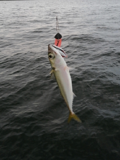 エギングロッドで小物釣り