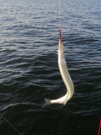 2週連続 サヨリちゃん