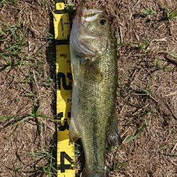 流入でビッグベイトで1本