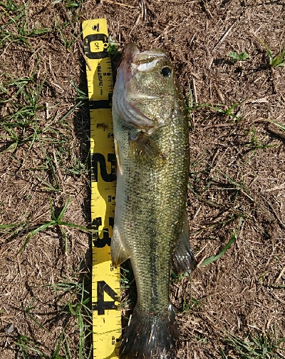 流入でビッグベイトで1本