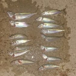 タチ調査〜サバ祭り