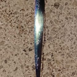 わらしべタチウオ