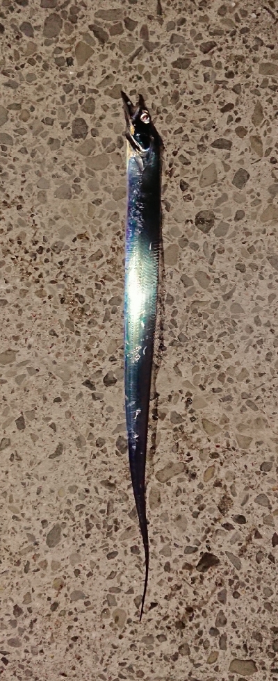 わらしべタチウオ