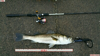 ブローウィンジャークで