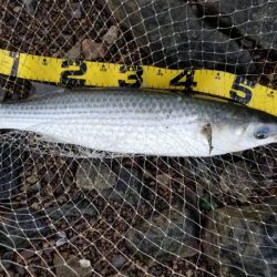 あれ？まだボラ？