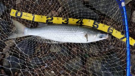 あれ？まだボラ？