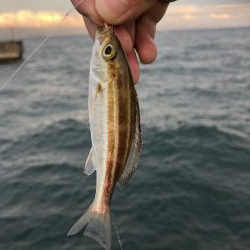 のんびり淡路島見ながら五目釣り