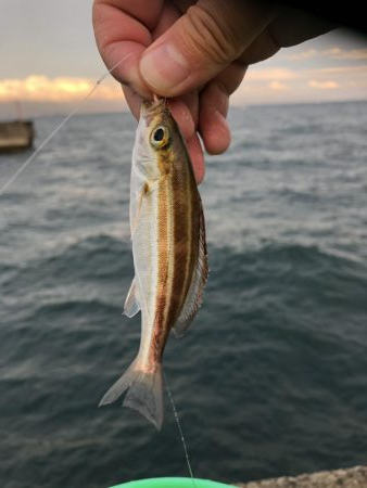 のんびり淡路島見ながら五目釣り