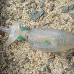 秋イカ釣れます