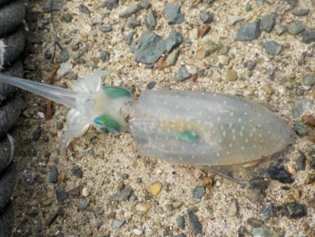 秋イカ釣れます