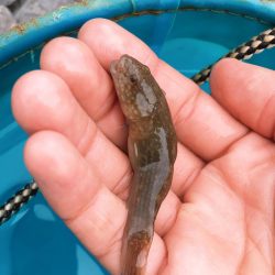 バーベキューがてらの釣り