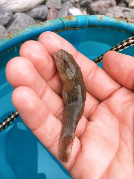 バーベキューがてらの釣り