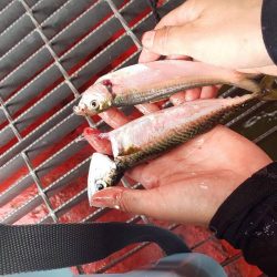 海釣り公園にてサビキ釣り