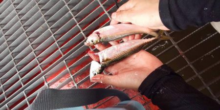 海釣り公園にてサビキ釣り