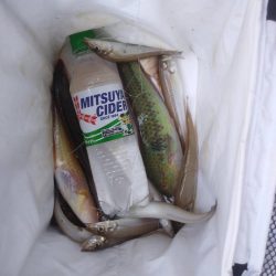 サゴシは釣れず